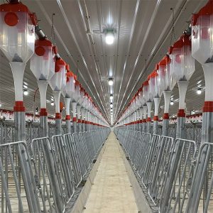 Système d'alimentation automatique à chaîne à disques pour porcs