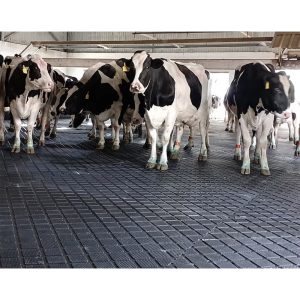 tapis en caoutchouc pour vaches